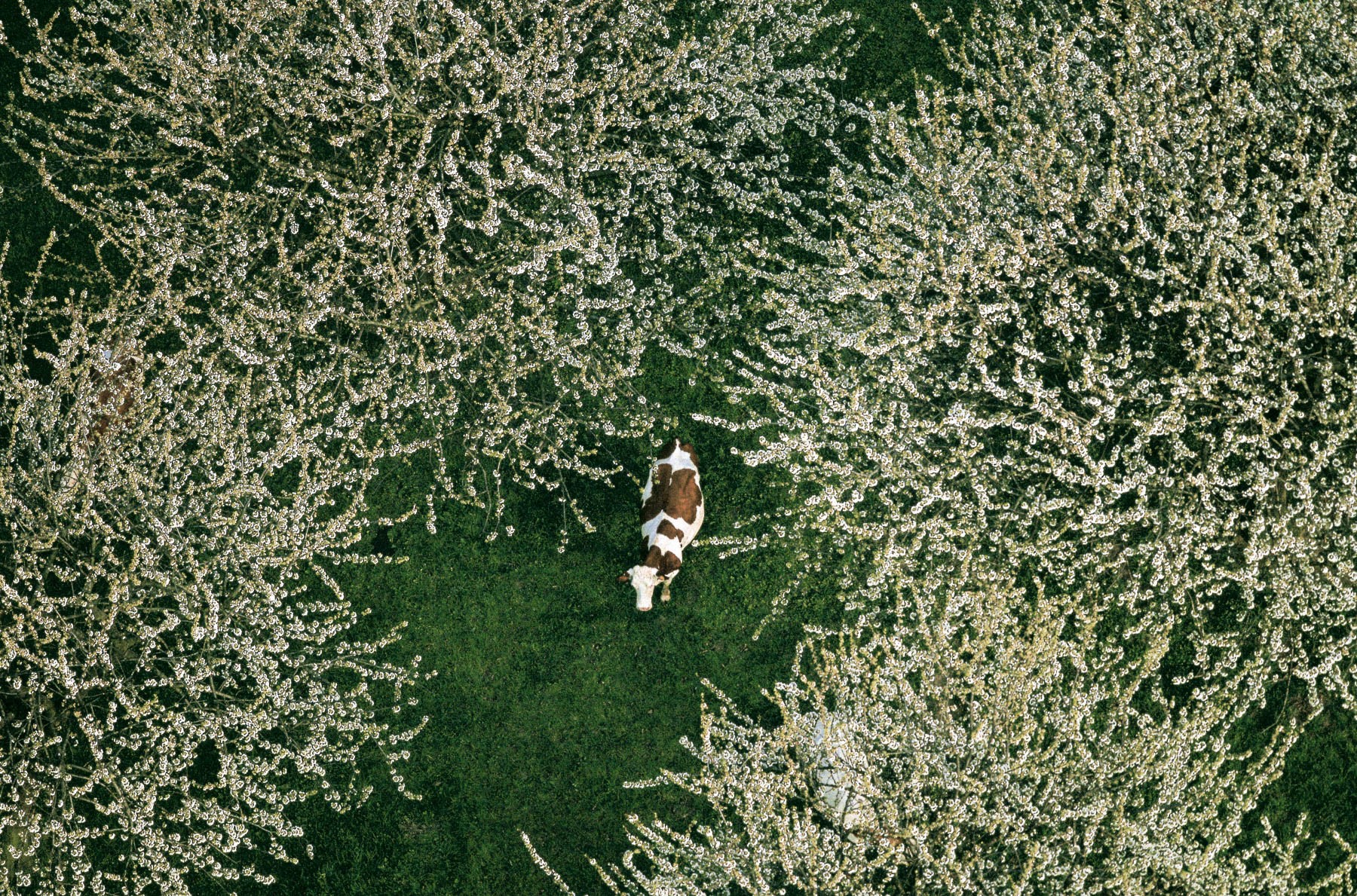 Une vache sous des cerisiers à Bessenay, Monts du Lyonnais, Rhône